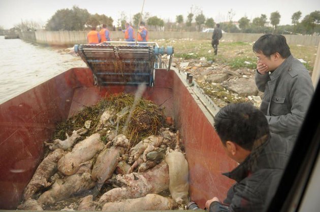Plus de 13 000 porcs repêchés dans le fleuve de Shanghaï