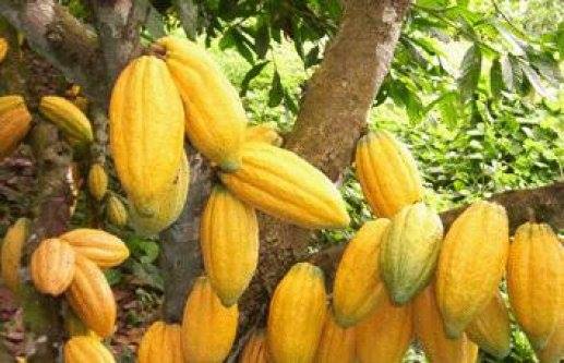 LE CACAO DU PAYS DIDA