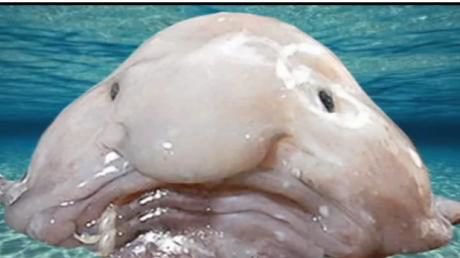 Le Blobfish Elu Animal Le Plus Laid Du Monde K1fo