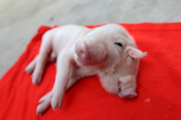 Un Bebe Cochon A Deux Tetes Trouve A Tianjin K1fo